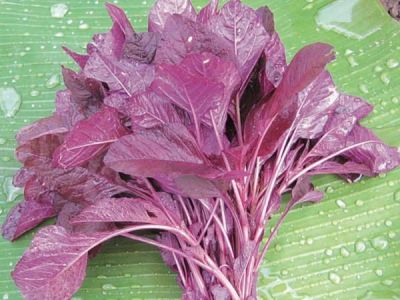 Amaranthus