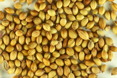 Coriander Raw