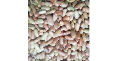 Kidney Bean Harshil