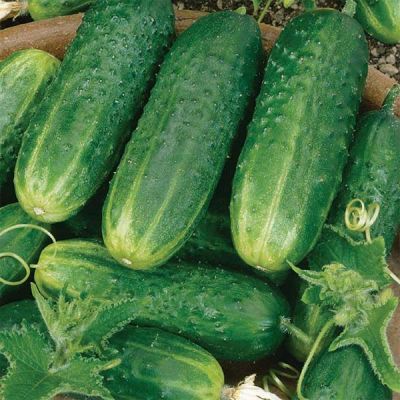 Organic Cucumbar 