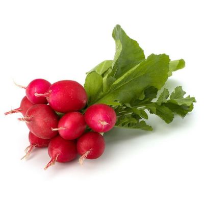 Table radish